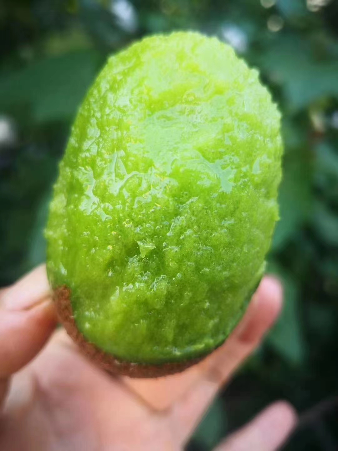 陜西獼猴桃翠香品種