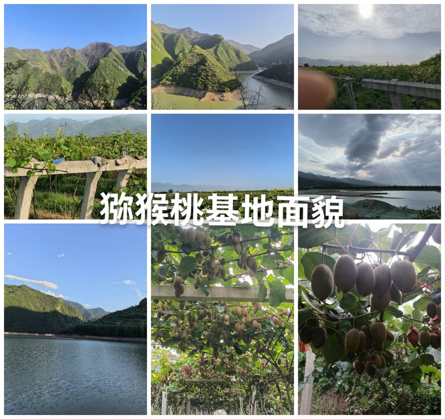 周至獼猴桃：從陜西秦嶺&quo...